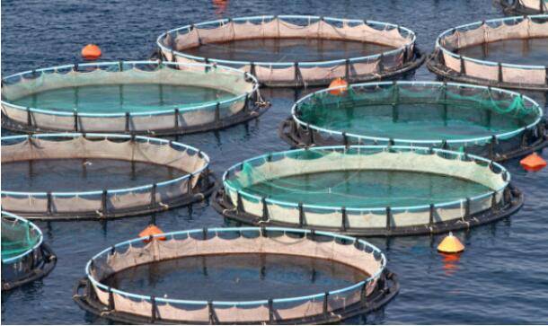 aquaculture of fish, shrimp farm