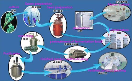 Process flow chart of penicillin production